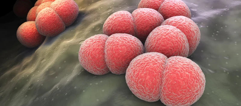 Tarjimalari bilan koplab retro porno filmlar